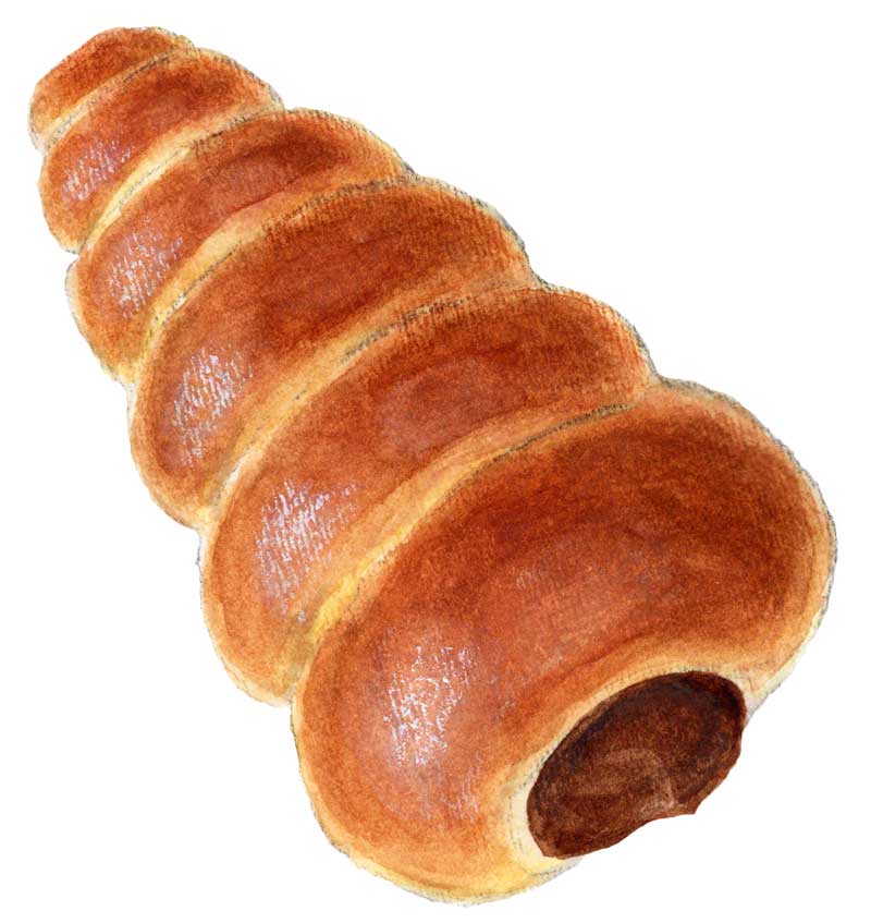 カロリー チョココロネ
